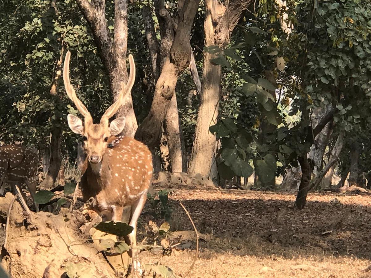 Tāla Emerald Tiger Retreat מראה חיצוני תמונה
